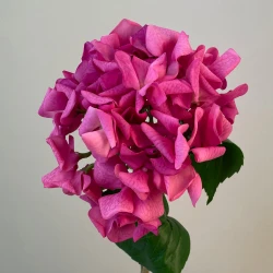 Real Touch Hydrangeas Hot Pink 60cm - H117