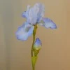 Large Flag Iris and Bud Blue 79cm - IR007 