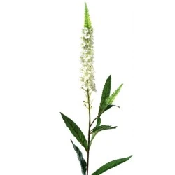 Artificial Lavender Veronica Cream - LA005 I3