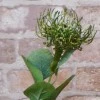 Artificial Leucospermum Protea Green 45cm - L031 P1