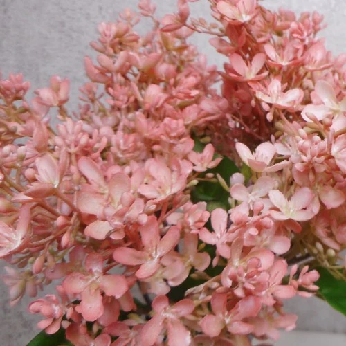 Short Stem Artificial Lilac Blossom Coral Pink 37cm - L023 G2
