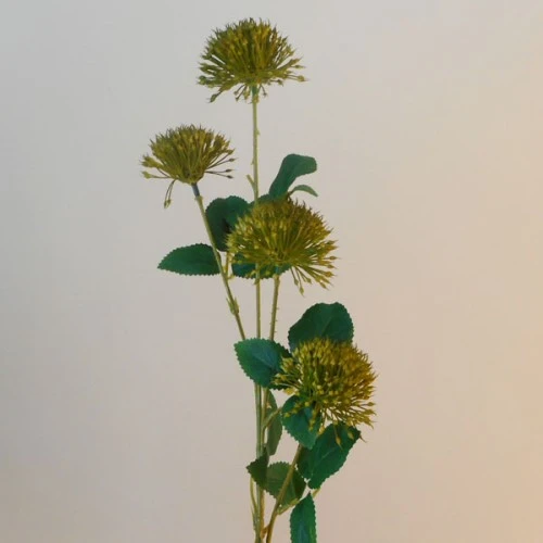 Fireball Lily Olive Green 73cm - L047 AA1