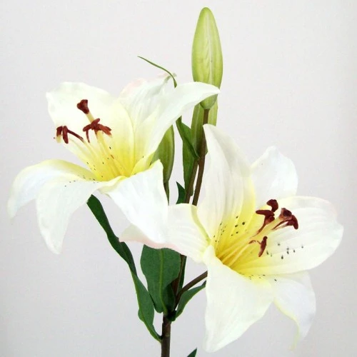 Silk Tiger Lilies Ivory 77cm - L009 I1