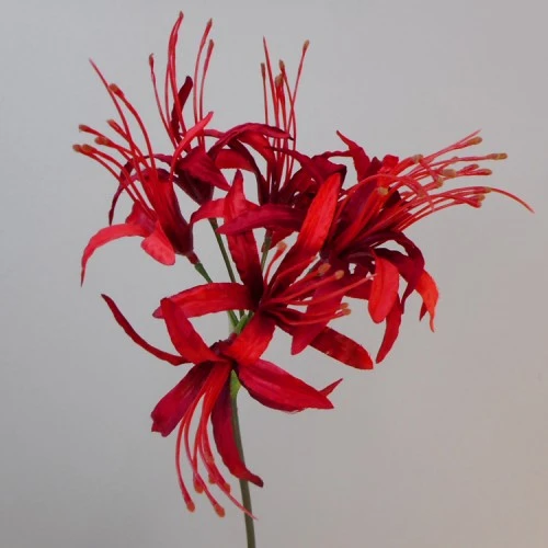 Silk Nerine Lily Red 70cm - N004 R4
