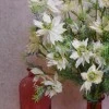 Artificial Nigella Love in the Mist Cream 61cm - N017 EE3