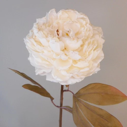 Antique Peony Cream 76cm | Faux Dried Flowers - P082 L4