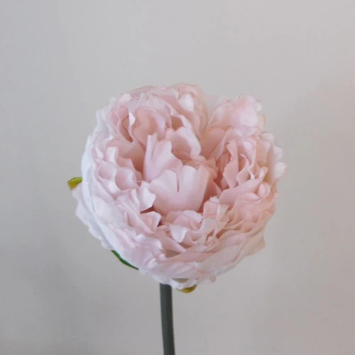 Artificial Peony Blush Pink Short Stem 35cm - P225 