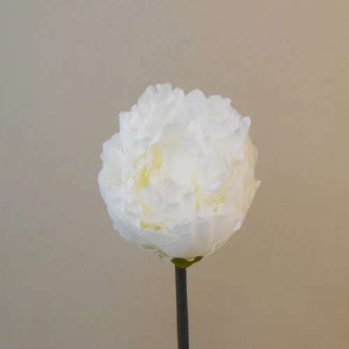 Artificial Peony Cream Short Stem 35cm - P216 K2