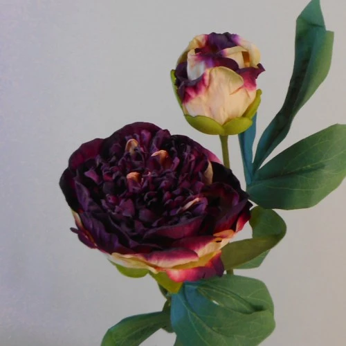 Antique Peony Burgundy 50cm | Faux Dried Flowers - P068 R1
