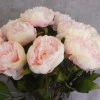 Artificial Peony Flowers Candy Crush Pink 62cm - P191 L3