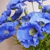 Silk Himalayan Poppies Blue 70cm - P127 J2