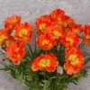 Artificial Icelandic Poppy Orange 72cm - P157 R3