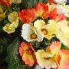 Artificial Poppy Bunch Orange Yellow and Cream 34cm - P062 L1