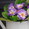 Artificial Primula Plants Purple 22cm - P142 BX20