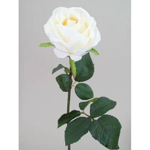 Prize Rose Cream 62cm - R161 M4