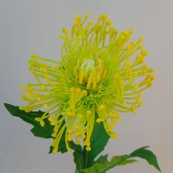 Artificial Leucospermum Protea Yellow and Lime 70cm - L105 E1