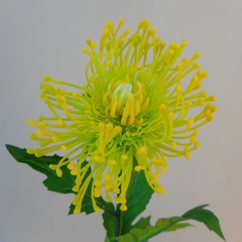Artificial Leucospermum Protea Yellow and Lime 70cm - L105 E1