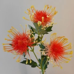 Artificial Leucospermum Protea Spray Orange 65cm - P110 GG4