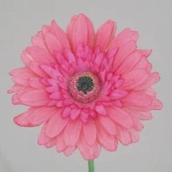 Real Touch Silk Gerbera Pink 63cm - G053 E3