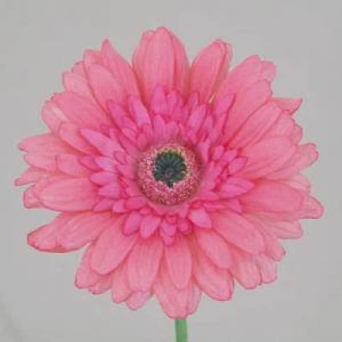 Real Touch Silk Gerbera Pink 63cm - G053 E3