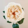 Artificial Cabbage Rose Cream 60cm - R762 P3