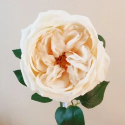 Artificial Cabbage Rose Cream 60cm - R762 P3