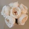 Artificial Cabbage Rose Posy Oyster Cream 32cm - R770 KK1