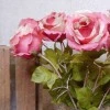 Roses Miss Havisham Dark Pink 64cm - R524 M2