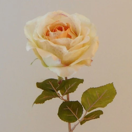 Roses Miss Havisham Peach 64cm - R516 M4