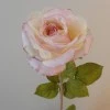 Roses Miss Havisham Pink 64cm - R512 L3