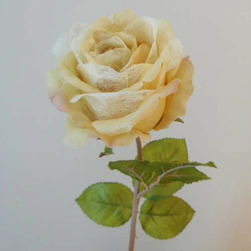 Roses Miss Havisham Warm Cream 64cm - R517 M2