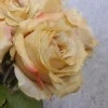 Roses Miss Havisham Warm Cream 64cm - R517 M2