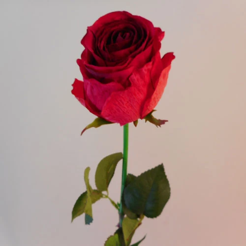 Belgravia Rose Scarlet Red 71cm - R088 BX14