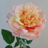 Calypso Artificial Ruffled Rose Peach 70cm - R535 J4