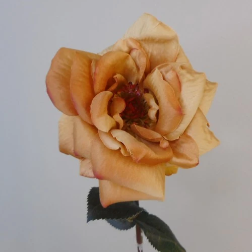 Harvest Moon Artificial Roses Golden Honey 62cm - R185 Q3