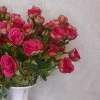Long Stem Artificial Spray Roses Dark Pink 67cm - R782 BX21