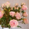 Long Stem Artificial Spray Roses Pink 67cm - R781 O2