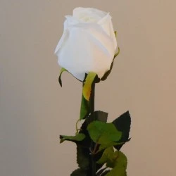 Prize Rose Bud White 62cm - R156C L3