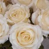 Roses Miss Havisham Cream 64cm - R523 DD3