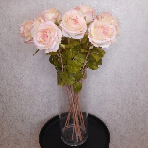Roses Miss Havisham Pink 64cm - R512 L3
