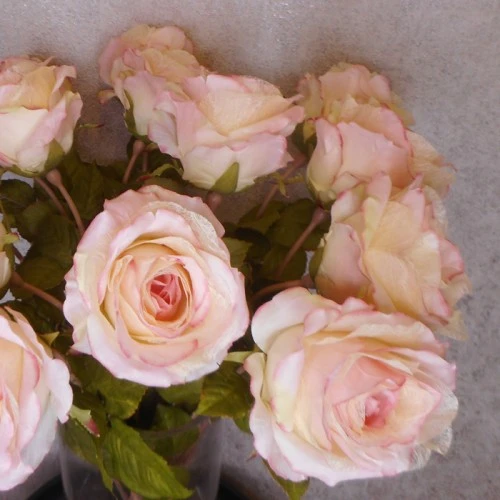 Roses Miss Havisham Pink 64cm - R512 L3