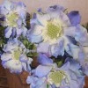 Premium Silk Scabious Flowers Blue | Artificial Scabiosa - S110 R3