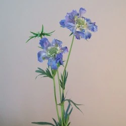 Premium Silk Scabious Flowers Blue | Artificial Scabiosa - S110