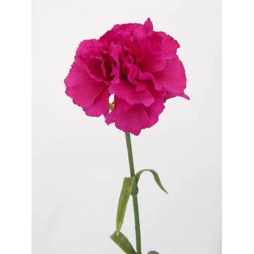Silk Carnation Cerise Pink 60cm - C023 B3