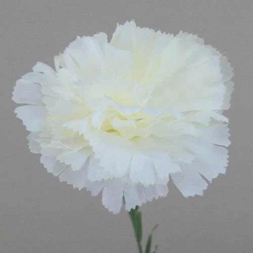 Silk Carnations Cream 45cm - C001A J3