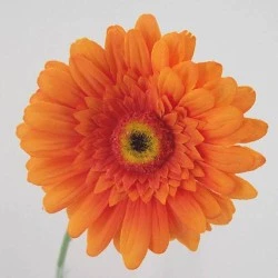 Silk Gerbera Orange 65cm - G020 E4