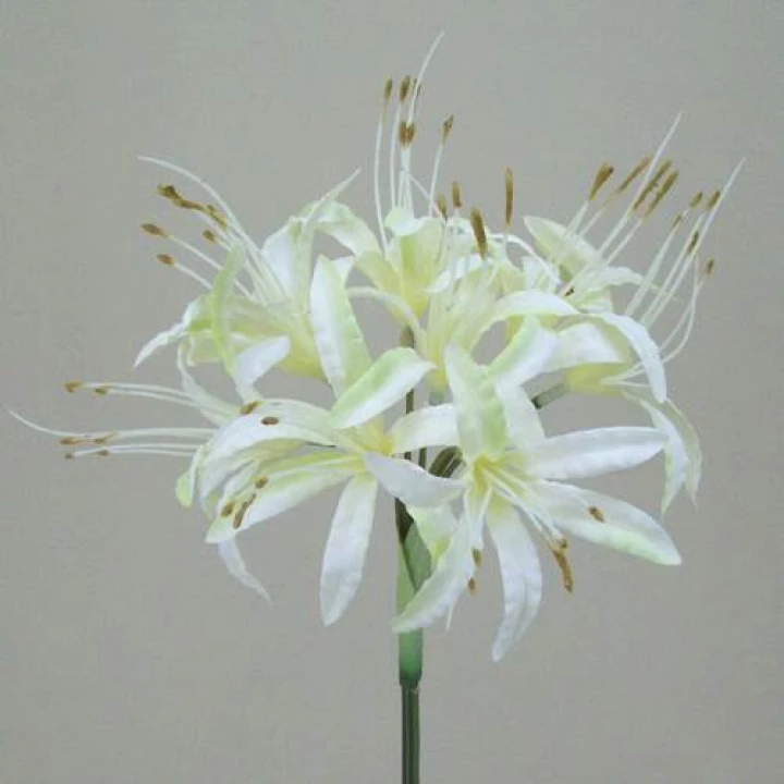 Nerine Lilies
