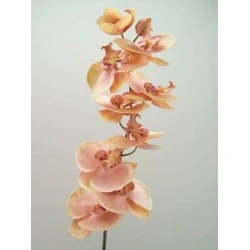 Phalaenopsis Orchids Champagne Peach 92cm - O050 K4