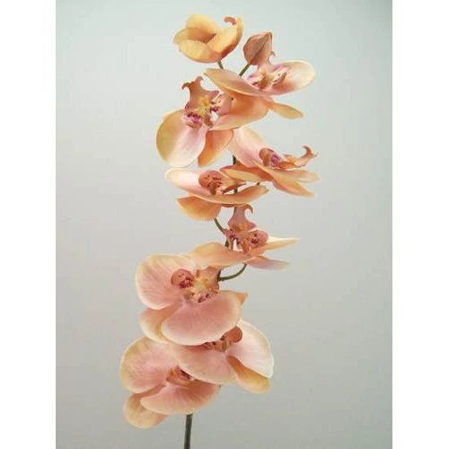 Phalaenopsis Orchids Champagne Peach 92cm - O050 K4