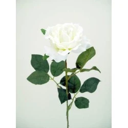 Premium Roses Ivory Cream 70cm  - R014A J4